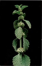 Horticultural Hall, Boston, Tichnor Bros., Inc. Postcard