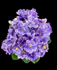 African Violet Leaves (2), Hunter;s Dreamer (M); New Intro! Profuse Bloomer!