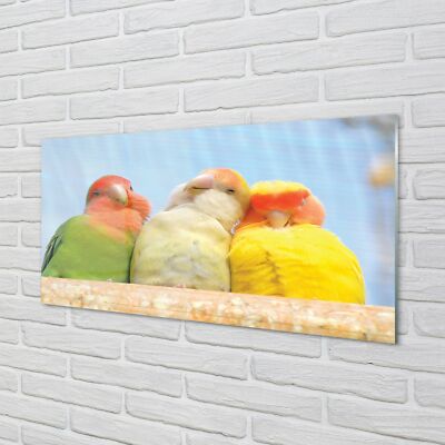 Tulup Acrylglas 100x50 Wandkunst bunter Papagei