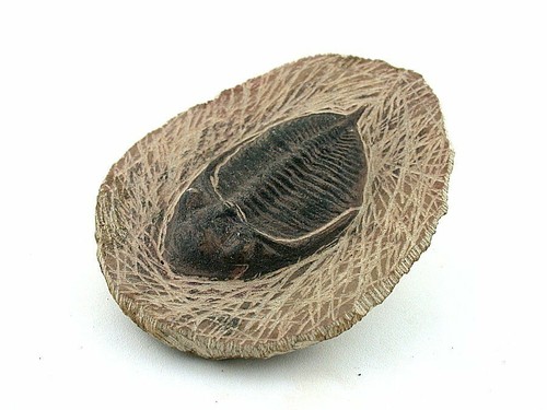 REPRODUCTION TRILOBITE FOSSIL IN HOST ROCK Morocco EBS8788 - Picture 2 of 4