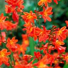 1-40 CROCOSMIA CARMIN BRILLIANT BULBS/CORMS PERENNIAL GARDEN SUMMER FLOWERS