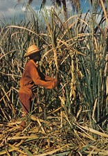 Vtg Postcard 6x4 Guadeloupe Caribbean Island Sugar Cane Harvest Vtg Postcard L1