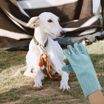 Cat Grooming Gloves Pet Training Equipment Bite Resistant Animal