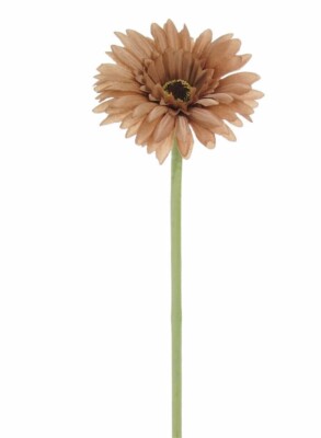 NERZ HELLBRAUN GERBERA GÄNSEBLÜMCHEN KÜNSTLICH EINSTIELIG 8 CM SEIDENBLUME 55 CM LANG