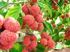 Mandarin Melon Berry Tree Organic {Maclura t.} Superfood 10 Seeds Free Shipping!