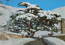 LEBANON BAALBEK TEMPLE OF BACCHUS