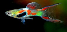10 pack Live Fish Guppys, Black Bar Endlers juvenile 