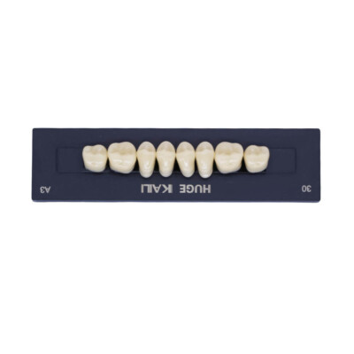 Confezione 112 Denti In Resina Polimerica Sintetica KAILI A3 – Modello T2 L2 30 A3 Per Ortodonzia