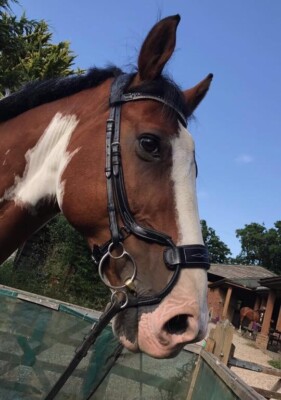 Anatomical Snaffle Bridle – Bitless Or Bitted, Padded Poll Relief In Black/Brown, Full Cob Size