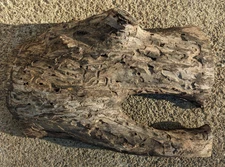 Walnut wood cut worm trails holes knot, woodworking craft, taxidermy, wall decor