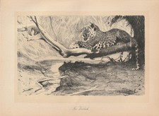Leopard Jaguar auf der Lauer Lithographie von 1920 Wilhelm Kuhnert Afrika DOA