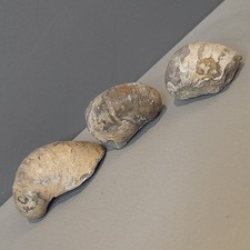 Bivalve Fossils Jurassic Molluscs x3