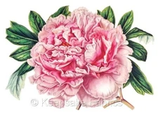 Gorgeous Pink Peony Quilt Fabric Block Multi Size FrEE Shipping (F2