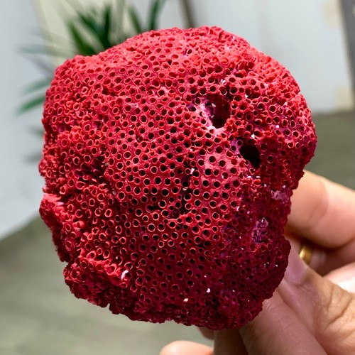 67G Natural Red coral reef Cluster Ocean Mineral Crystal Specimen - 第 1/22 張圖片