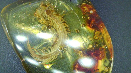 Centipede Fossil Baltic Amber Scolopendromorpha 1cm 0.75"