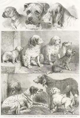 Prize dogs from the exhibition of sporting and other dogs held last week at Birm