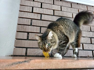 10 Pcs Cat Spring Toys Plastic Spiral Springs Cat Toys Colorful for Cat Kitten