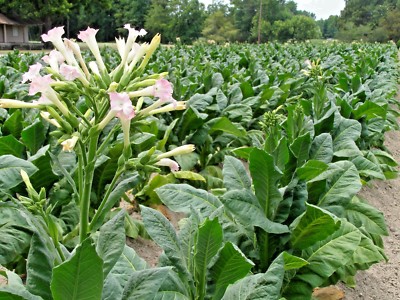 yenidje tobacco TURKISH YENIDJE TOBACCO - 100 + SEEDS