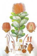Joseph BANKS BIOG PATRICK O'BRIAN Cook AUSTRALIA EXPLORATION Botany Kew Gardens