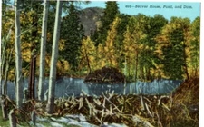 Beaver Dam ,Pond, and Dam Postcard Sanborn Souvenir Linen Unposted