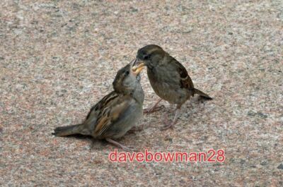 PHOTO  LOOK IT'S TIME YOU DID THIS FOR YOURSELF. ADULT FEMALE SPARROW FEEDING A