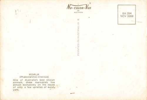 Postcard Australian Koala's - Picture 2 of 2