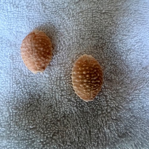 Cypraea Granulata