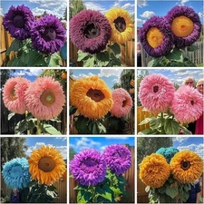 600+ Sunflower Seeds for Planting - Giant Teddy Bear Sunflower Heirloom Non-GMO