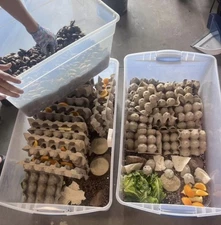 Dubia Roach Breeder Colony – 40 Females/10 Males – Massive Production