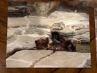3 Bear Photos 8 X 10" — photo 2