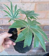 Tetrapanax 'Empress' Papyrifera Tropical Jungle Plant 2L 17cm Like Rex
