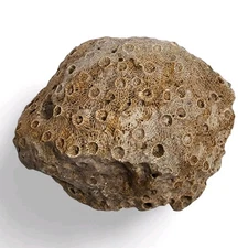 Petoskey Stone Natural Coral Morocco 180.4 grams.