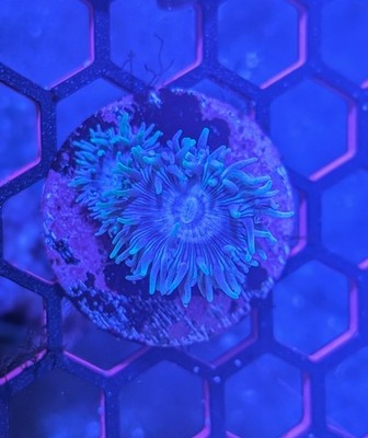 WYSIWYG Kryptonite Branching Blue Duncan Frag 2-Heads | Live LPS Coral