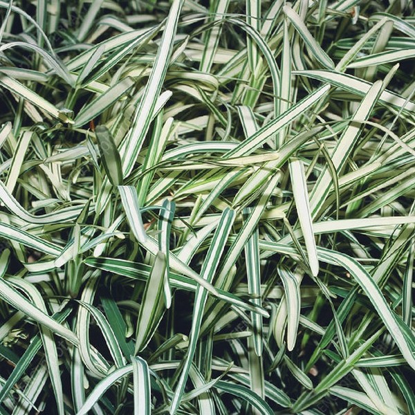 Stenotaphrum Secundatum Variegata - Hierba de San Agustin Variegat - Planta Viva