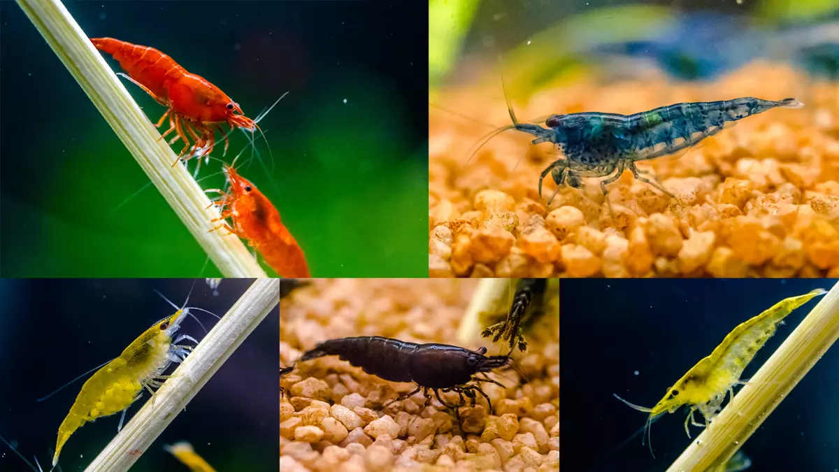 Live shrimp aquarium cheap