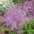 Dwarf Creeping Thyme Seeds, Thymus Serpyllum, Ground Cover, FREE SHIPPING