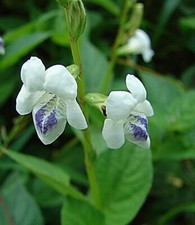 Chinese Violet - Coromandel - …