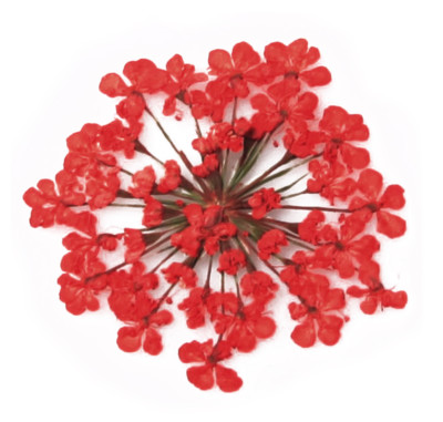 gepresste Blumen, rote Spitzenblume 20 Stck. Floral Kunst Handwerk Kartenherstellung Scrapbooking