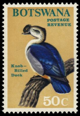 knob billed duck sarkidiornis melanotos Juvenile Knob-billed Duck main image 1
