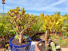 1 live - Bonsai- Jade Succulent , Crassula Ovata- Money Tree plant, 14”H