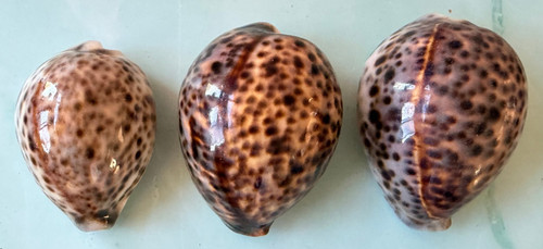 3 BEAUTIFUL Cypraea Tigris GLOSSY Tiger Cowries 80 mm Seashells SHELLS