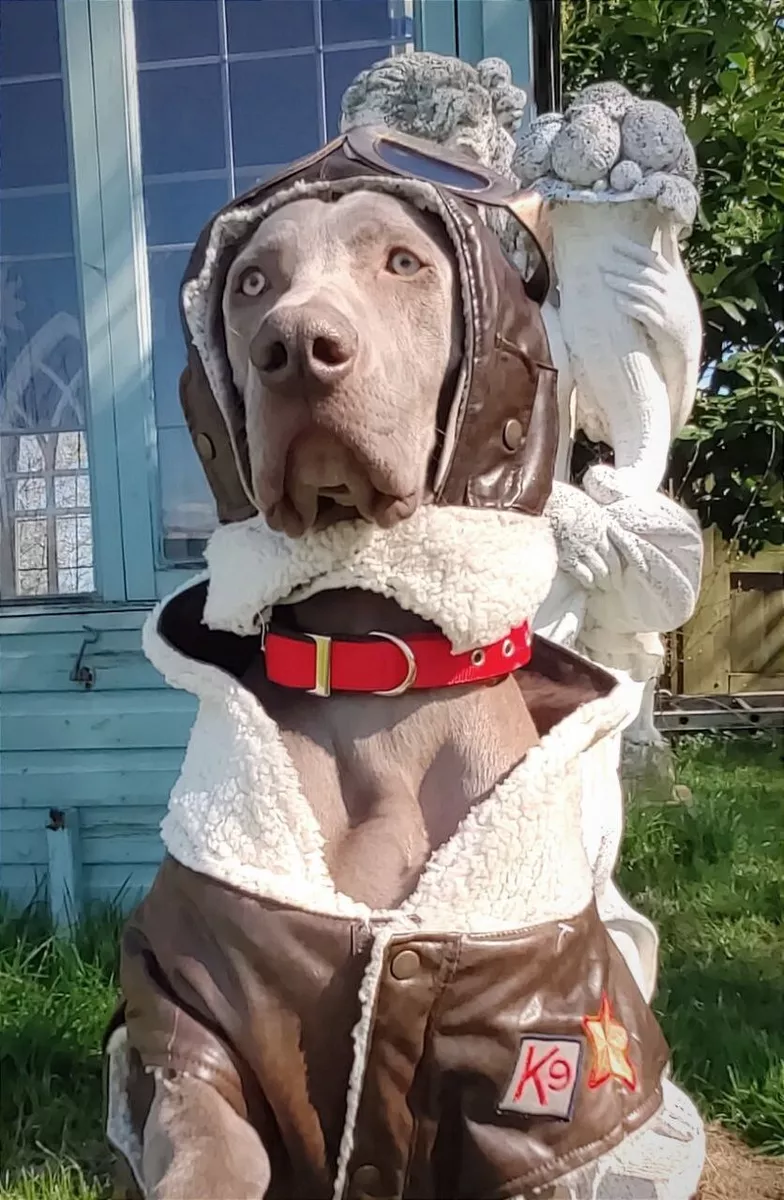 Dog pilot jacket cheap