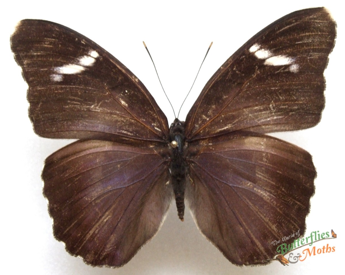 Euphaedra Kakamegae Papillons Ensemble x1 Femelle A- Spécimen