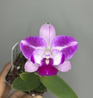 NEW! Unreleased 2027 Cattleya (C. Mem. Jerome Schultz x Slc. Cosmic Future) — photo 4