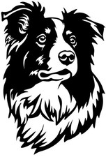 Adesivo Border Collie - adesivo auto - sticker - testa border collie #56