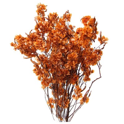 Trockenblumenstrauß Trockenblumenbündel Pflanzenstängelstrauß Dodonaea viscosa für