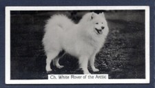 SAMOYED, White Rover of the Arctic - Original...