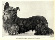 1930s Antique SKYE TERRIER Dog Print Austrian Specimen Skye Terrier 4296Q