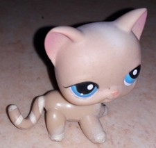 Petshop chat europeen 228