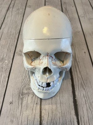 Life Size Human Head Skull Anatomical Model USED Missing Front Tooth
